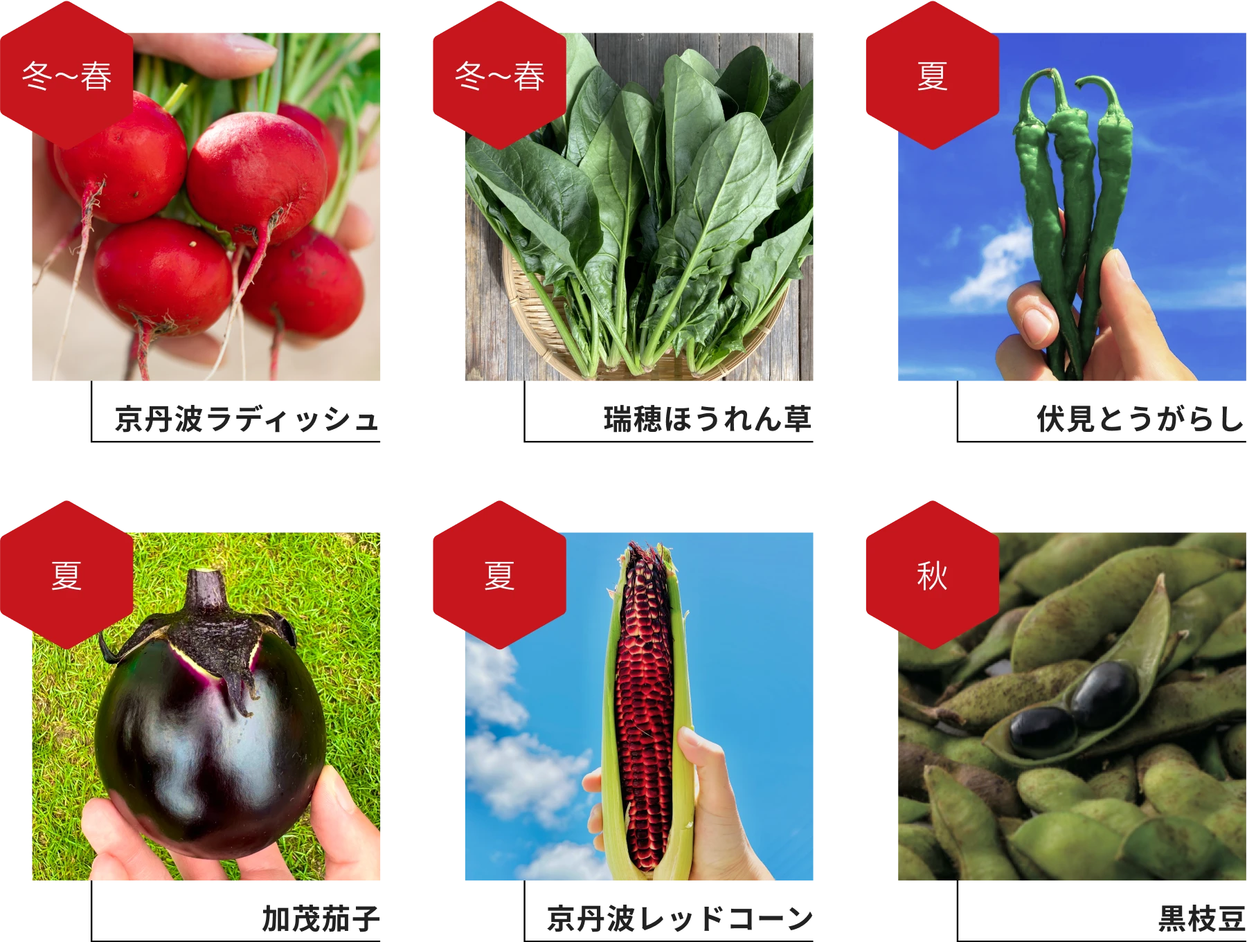 冬～春 京丹波ラディッシュ 冬～春 瑞穂ほうれん草 夏 伏見とうがらし 夏 加茂茄子 夏 レッドコーン 秋 黒枝豆