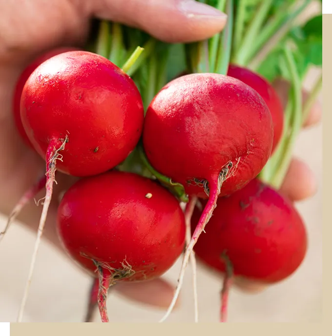 京丹波ラディッシュ