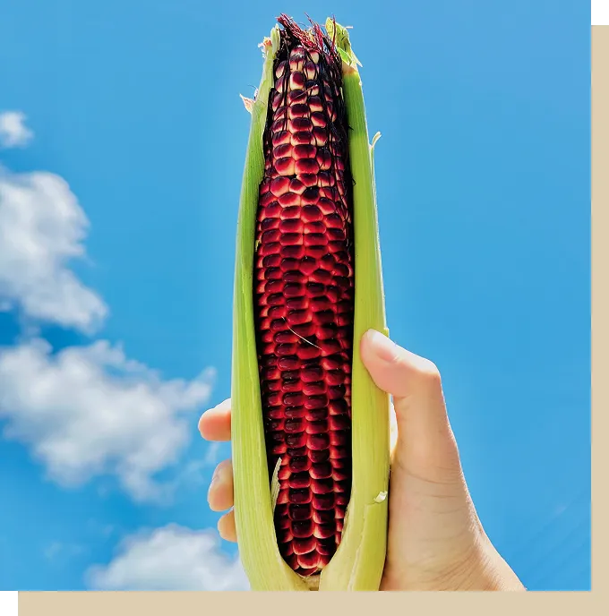 京丹波レッドコーン