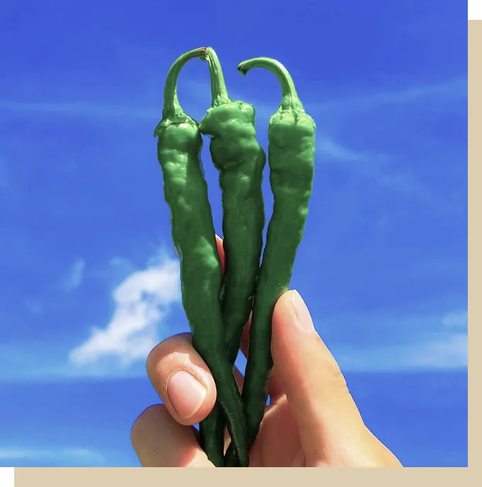 伏見甘長とうがらし