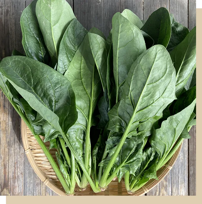 瑞穂ほうれん草